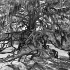 Pat-May-039-BW.jpg