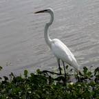Bob-August-001.jpg