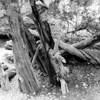 Bob-August-007.jpg